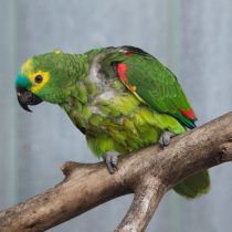 Синелобый амазон (Amazona aestiva) Синелобый амазон (Amazona aestiva)
