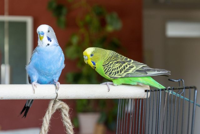 Волнистый попугайчик (Melopsittacus undulatus) Волнистый попугайчик (Melopsittacus undulatus)