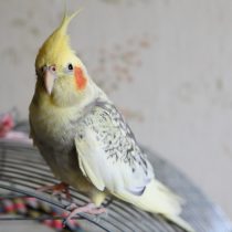 Корелла (Nymphicus hollandicus) Корелла (Nymphicus hollandicus)
