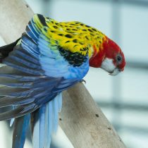 Розелла (Platycercus eximius) Розелла (Platycercus eximius)