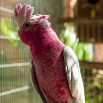 Розовый какаду (Eolophus roseicapilla) Розовый какаду (Eolophus roseicapilla)