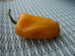 Перец сладкий «Мохаук гольд» (Capsicum annuum ‘Mohawk Gold F1’) Перец сладкий «Мохаук гольд» (Capsicum annuum ‘Mohawk Gold F1’)