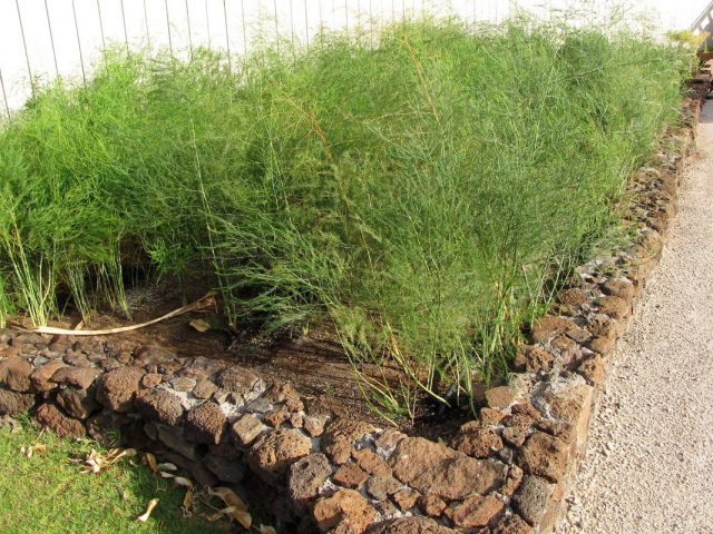 Аспарагус съедобный, или обыкновенный (Asparagus officinalis) стоит размещать только отдельными группами или кустами Аспарагус съедобный, или обыкновенный (Asparagus officinalis) стоит размещать только отдельными группами или кустами