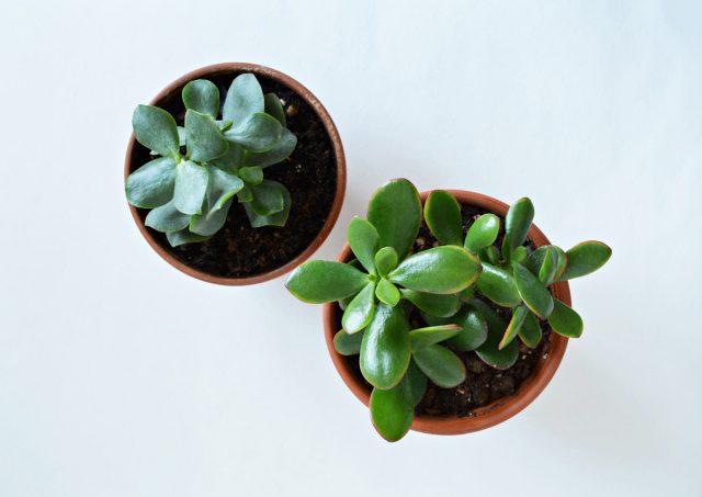 Толстянка древовидная (Crassula arborescens) и толстянка овальная, или яйцевидная (Crassula ovata) Толстянка древовидная (Crassula arborescens) и толстянка овальная, или яйцевидная (Crassula ovata)