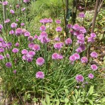 Шнитт-лук (Allium schoenoprasum) Шнитт-лук (Allium schoenoprasum)