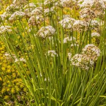Душистый лук (Allium ramosum) Душистый лук (Allium ramosum)