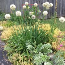 Поникающий лук-слизун (Allium nutans) Поникающий лук-слизун (Allium nutans)
