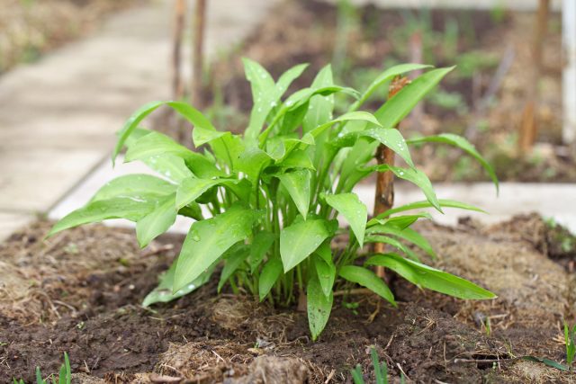 Медвежий лук (Allium ursinum) Медвежий лук (Allium ursinum)