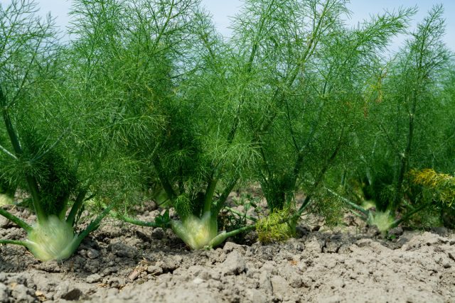 Фенхель аптечный, или обыкновенный (Foeniculum vulgare) Фенхель аптечный, или обыкновенный (Foeniculum vulgare)
