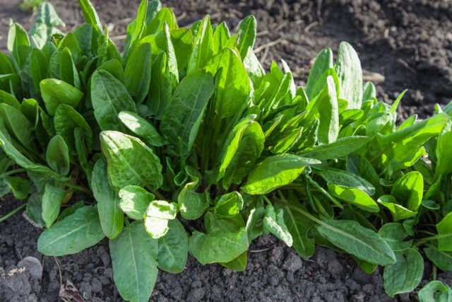 Щавель (Rumex) Щавель (Rumex)