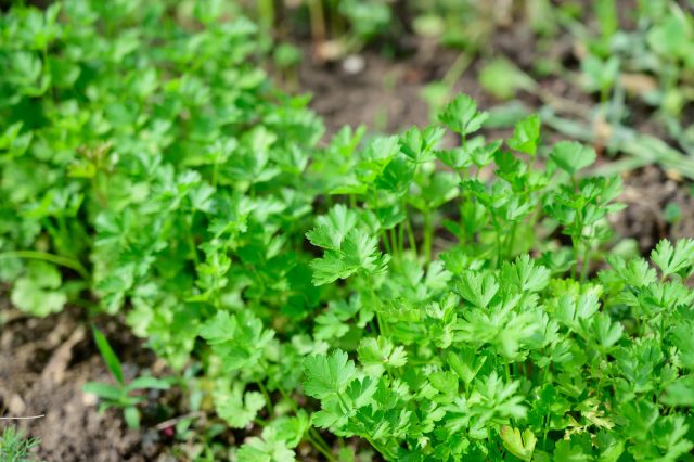 Петрушка (Petroselinum) Петрушка (Petroselinum)