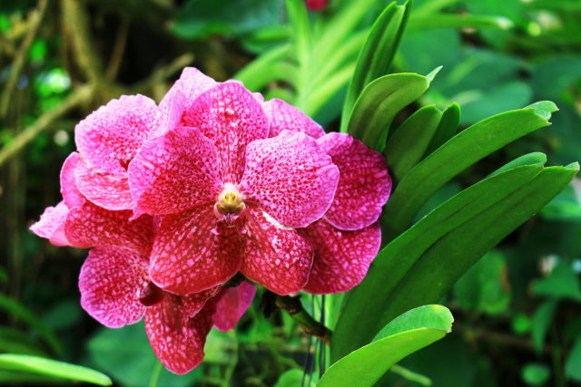 Ванда — яркая комнатная орхидея для внимательных цветоводов