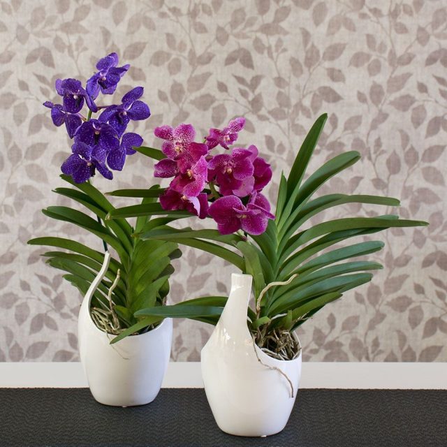 Ванда (Vanda) Ванда (Vanda)