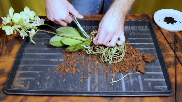 Как правильно пересадить фаленопсис? Как правильно пересадить фаленопсис?
