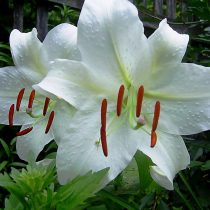 Лилия «Касабланка» (Lilium 'Casa Blanca') Лилия «Касабланка» (Lilium 'Casa Blanca')