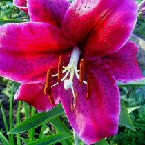 Лилия «Барракуда» (Lilium 'Barracuda') Лилия «Барракуда» (Lilium 'Barracuda')