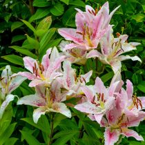 Лилия «Мускадет» (Lilium 'Muscadet') Лилия «Мускадет» (Lilium 'Muscadet')