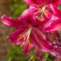 Лилия «Голден Романс» (Lilium 'Golden Romance') Лилия «Голден Романс» (Lilium 'Golden Romance')