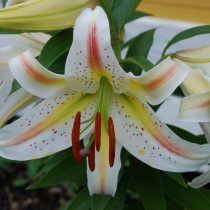 Лилия «Гарден Пати» (Lilium 'Garden Party') Лилия «Гарден Пати» (Lilium 'Garden Party')