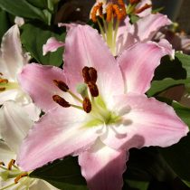 Лилия «Сувенир» (Lilium 'Souvenir') Лилия «Сувенир» (Lilium 'Souvenir')