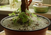 Цеолит — новое слово в биологически чистом садоводстве!