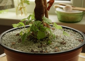 Цеолит — новое слово в биологически чистом садоводстве!