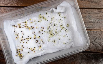 Стратификация семян в домашних условиях