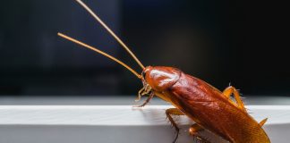 15 фактов о тараканах, которым вы не захотите поверить