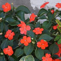 Бальзамин Уоллера «Бекон Оранж» (Impatiens walleriana 'Beacon Orange') Бальзамин Уоллера «Бекон Оранж» (Impatiens walleriana 'Beacon Orange')