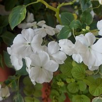 Бальзамин Уоллера «Бекон Уайт» (Impatiens walleriana 'Beacon White') Бальзамин Уоллера «Бекон Уайт» (Impatiens walleriana 'Beacon White')
