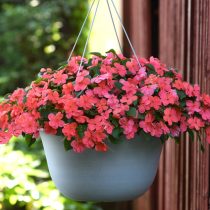 Бальзамин Уоллера «Бекон Салмон» (Impatiens walleriana 'Beacon Salmon) Бальзамин Уоллера «Бекон Салмон» (Impatiens walleriana 'Beacon Salmon)