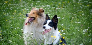 Длинношерстные колли и другие овчарки Британии