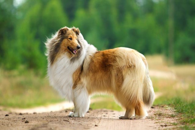 Длинношерстный колли Длинношерстный колли