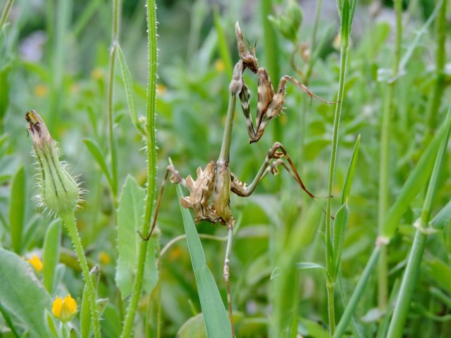 Эмпуза полосатая (Empusa fasciata) Эмпуза полосатая (Empusa fasciata)