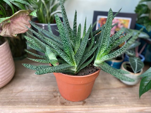 Гастерия косая (Gasteria obliqua) Гастерия косая (Gasteria obliqua)