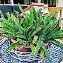 Гастерия килеватая (Gasteria carinata), или Гастерия бородавчатая (Gasteria verrucosa) Гастерия килеватая (Gasteria carinata), или Гастерия бородавчатая (Gasteria verrucosa)