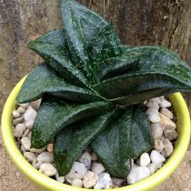 Гастерия сверкающая (Gasteria nitida), или Гастерия Армстронга (Gasteria armstrongii) Гастерия сверкающая (Gasteria nitida), или Гастерия Армстронга (Gasteria armstrongii)