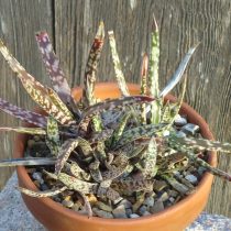Гастерия прекрасная (Gasteria pulchra) Гастерия прекрасная (Gasteria pulchra)