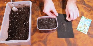 Подготовьте почву, емкость для посадки и посейте семена
