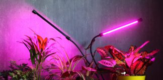 Каким комнатным растениям необходима досветка зимой?