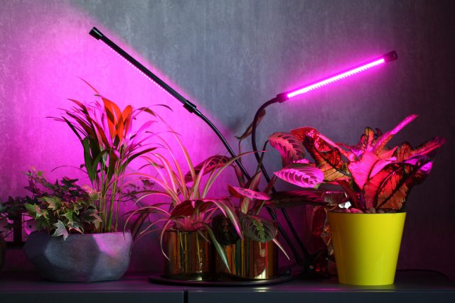 Каким комнатным растениям необходима досветка зимой?