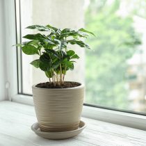 Для кофе (Coffea arabica) световой день должен составлять не менее 12 часов даже зимой Для кофе (Coffea arabica) световой день должен составлять не менее 12 часов даже зимой