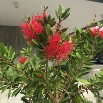 Каллистемон (Callistemon) только после зимовки в прохладе при очень ярком освещении с досветкой порадует соцветиями Каллистемон (Callistemon) только после зимовки в прохладе при очень ярком освещении с досветкой порадует соцветиями