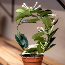 Стефанотис (Stephanotis) массово цветет только при организации искусственного освещения Стефанотис (Stephanotis) массово цветет только при организации искусственного освещения