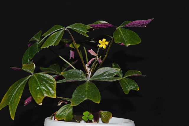 Кислица Ортгиса (Oxalis ortgiesii) Кислица Ортгиса (Oxalis ortgiesii)