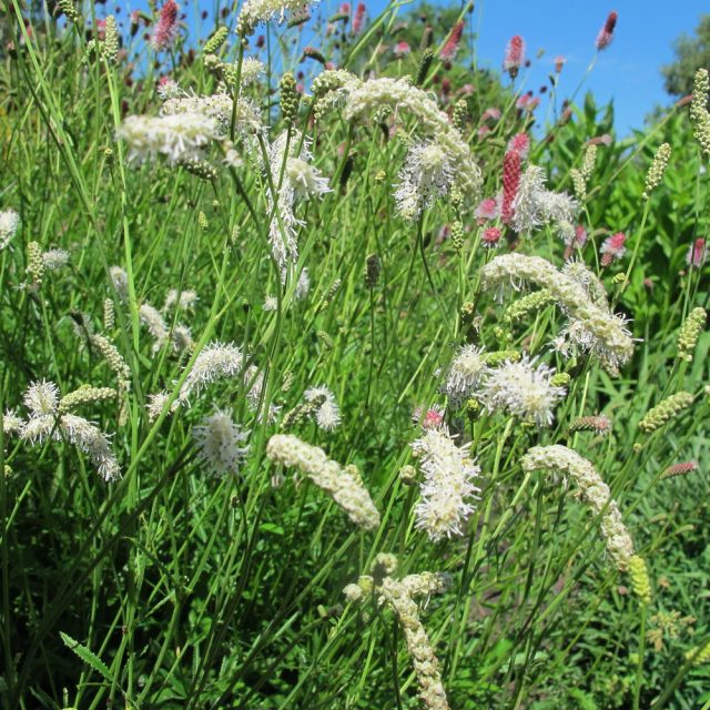 Кровохлебка тонколистная «Альба» (Sanguisorba tenuifolia ‘Alba‘) Кровохлебка тонколистная «Альба» (Sanguisorba tenuifolia ‘Alba‘)