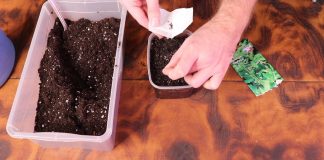 Разложите семена на поверхность почвы