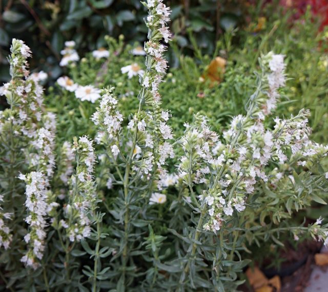 Иссоп лекарственный (Hyssopus officinalis) Иссоп лекарственный (Hyssopus officinalis)