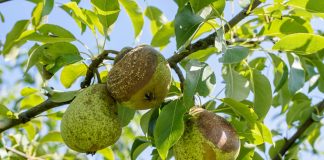Основные болезни груши и меры борьбы с ними