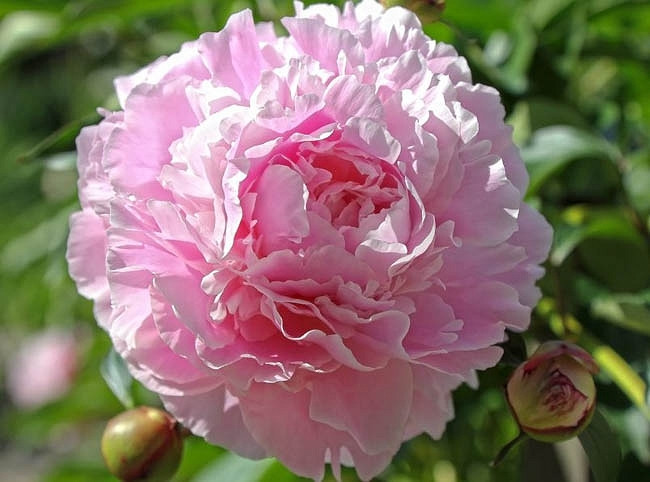 Пион молочноцветковый «Гермиона» (Paeonia lactiflora 'Hermione')